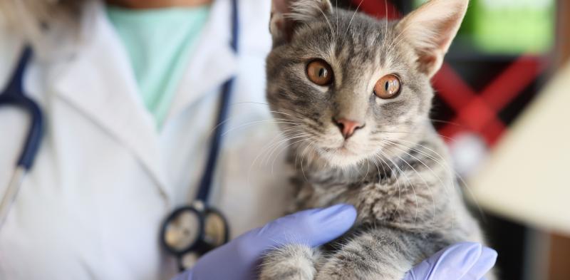 GS-441524 E FIP FELINA