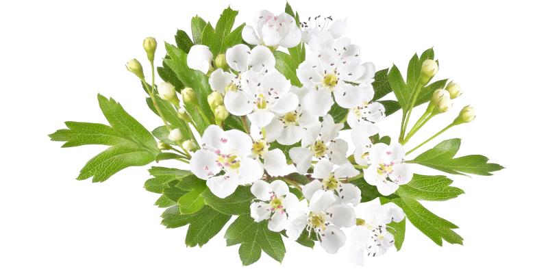BOTANICALS - DODICESIMA PUNTATA