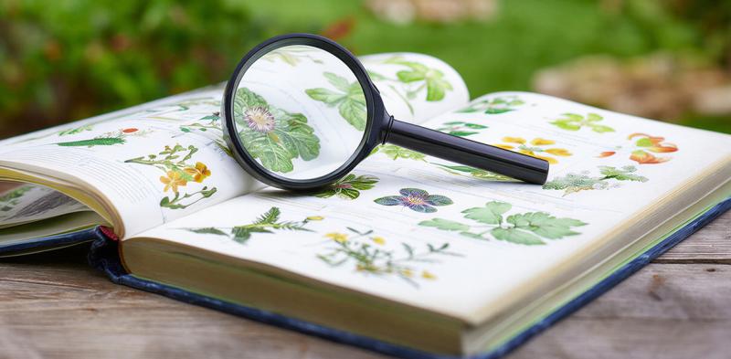 ETNOBOTANICA E FITOTERAPIA: DALLA TRADIZIONE ALLE PROVE