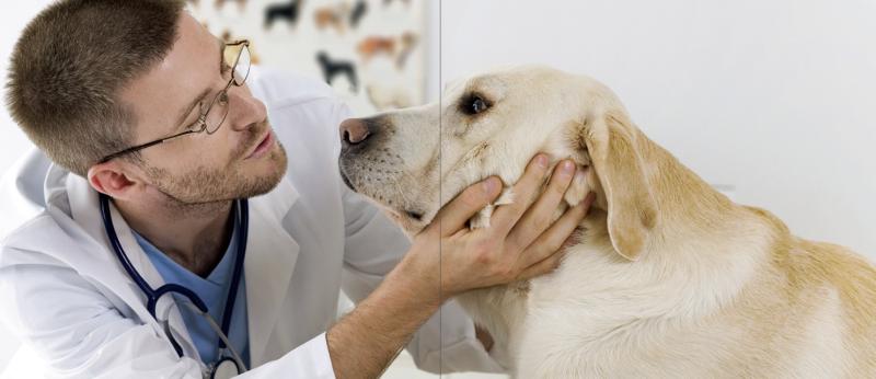 LA COMPAGNIA DEI PET